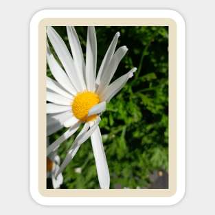 Daisy Sticker